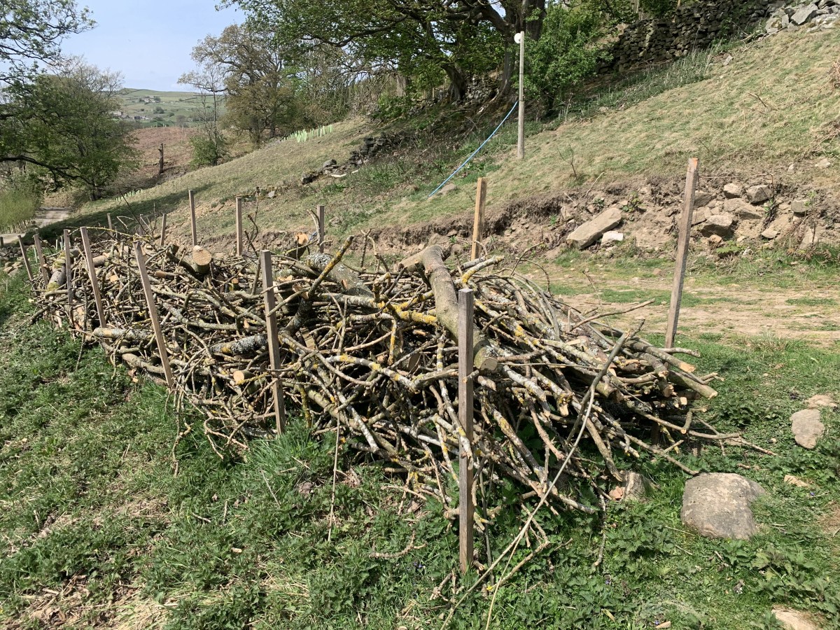 Out of the&nbsp;ashes…